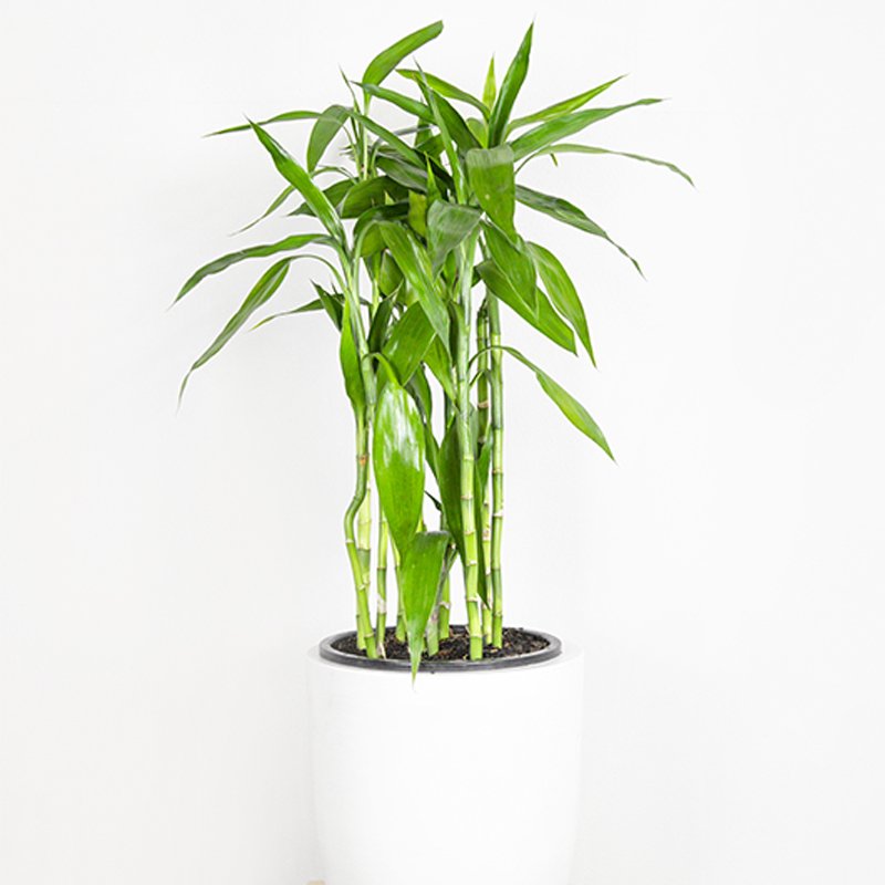 Bambusa vulgaris (Common Bamboo)